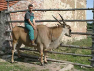 Taming of Common eland